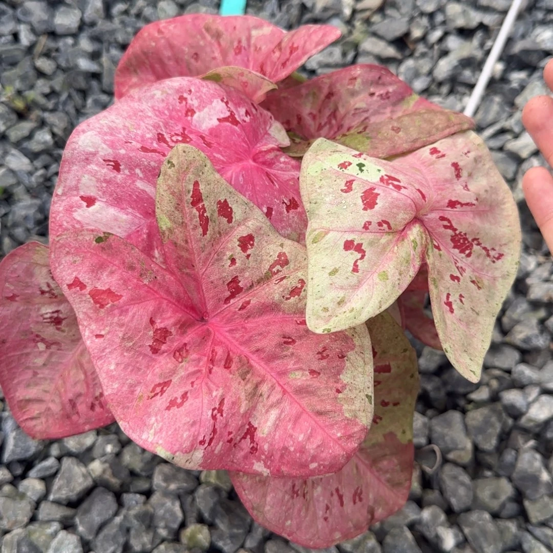 完全开放心肝杂，脱土裸根发