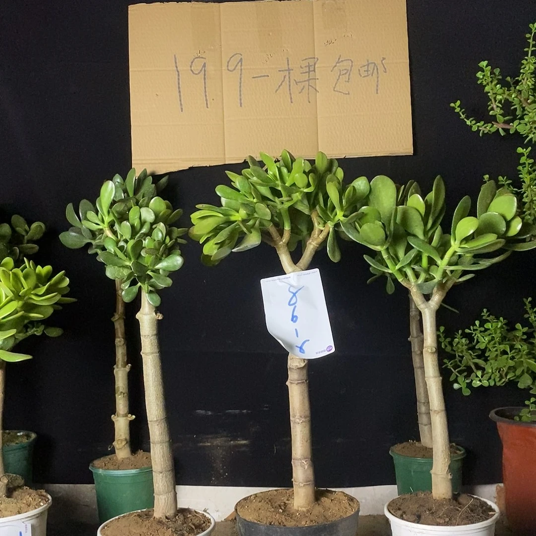 用****58618大哥一一拍的链接