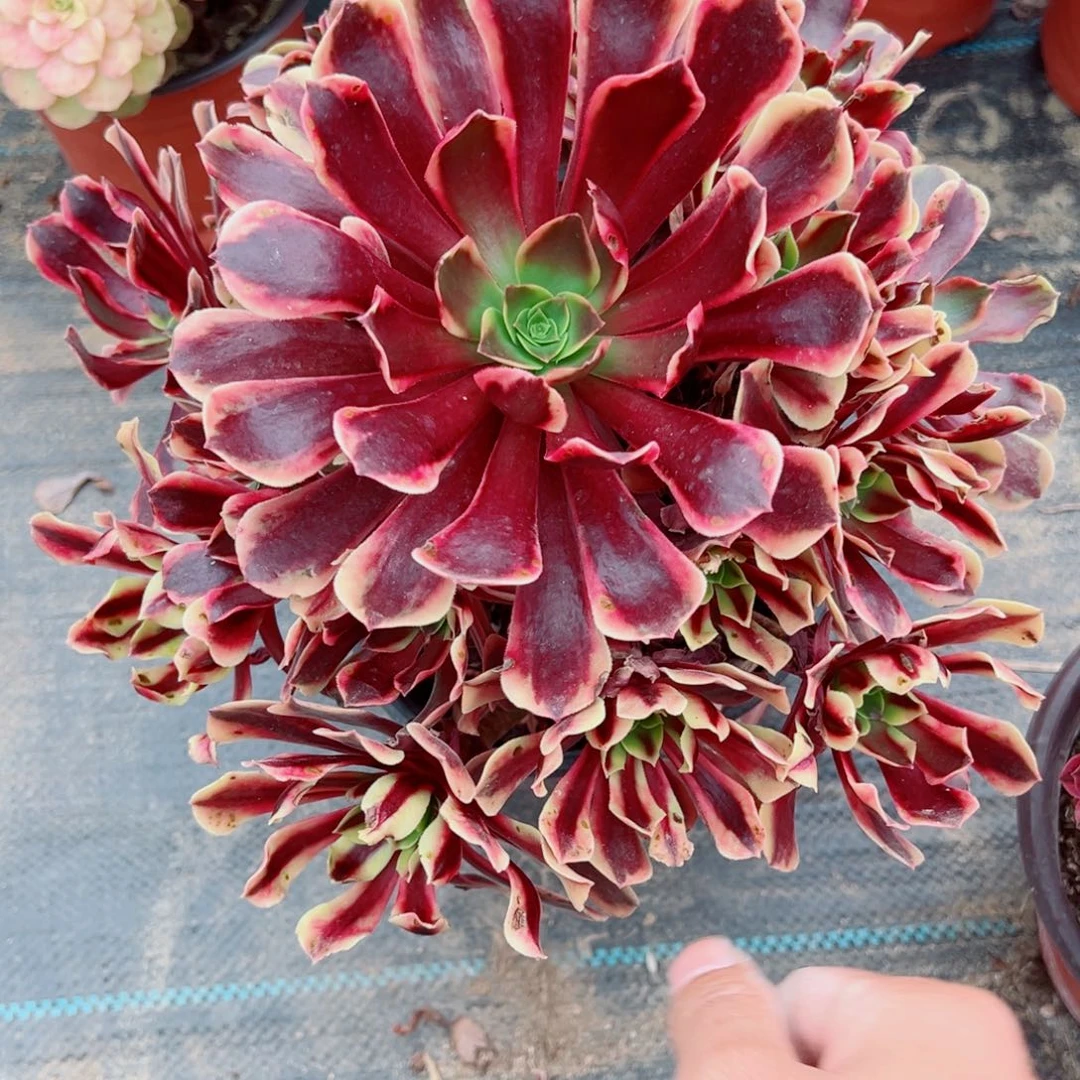 987欧佳丽多肉植物法师多肉