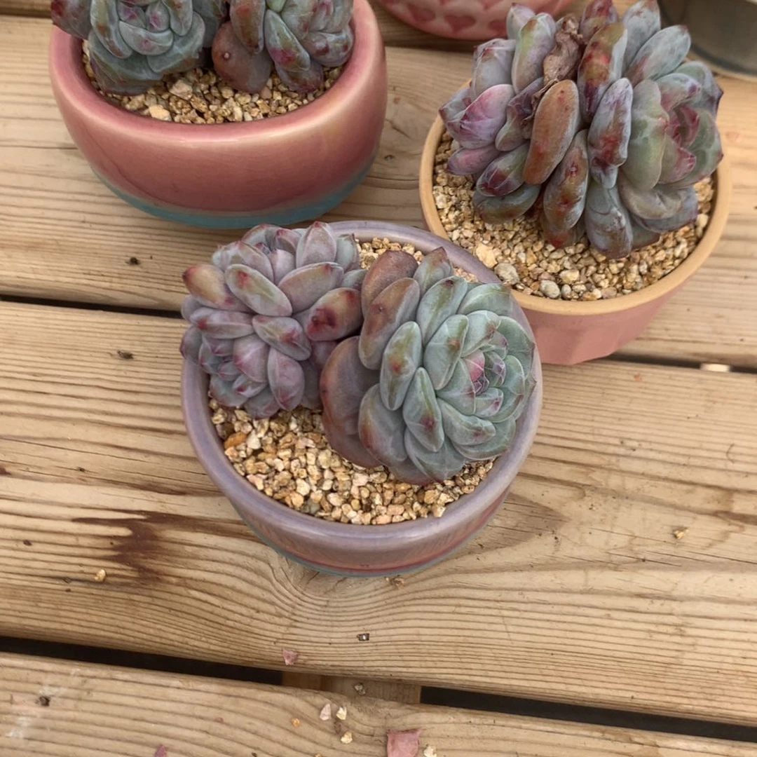 骑****?小摩托星影石化三个发货多肉