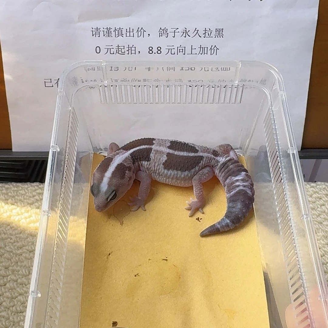 肥尾守宫直线奥利奥祖鲁 妹妹