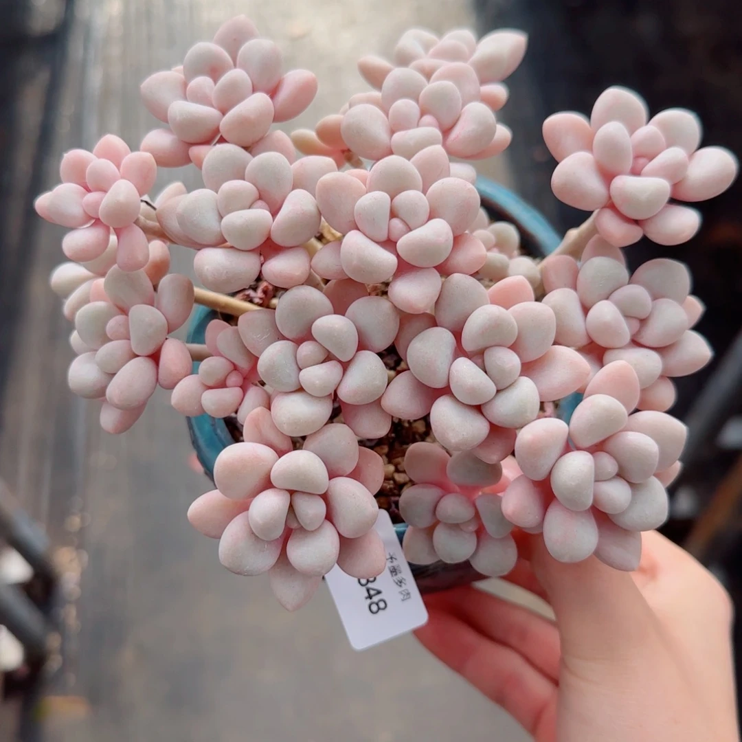 艾伦，7848多肉植物