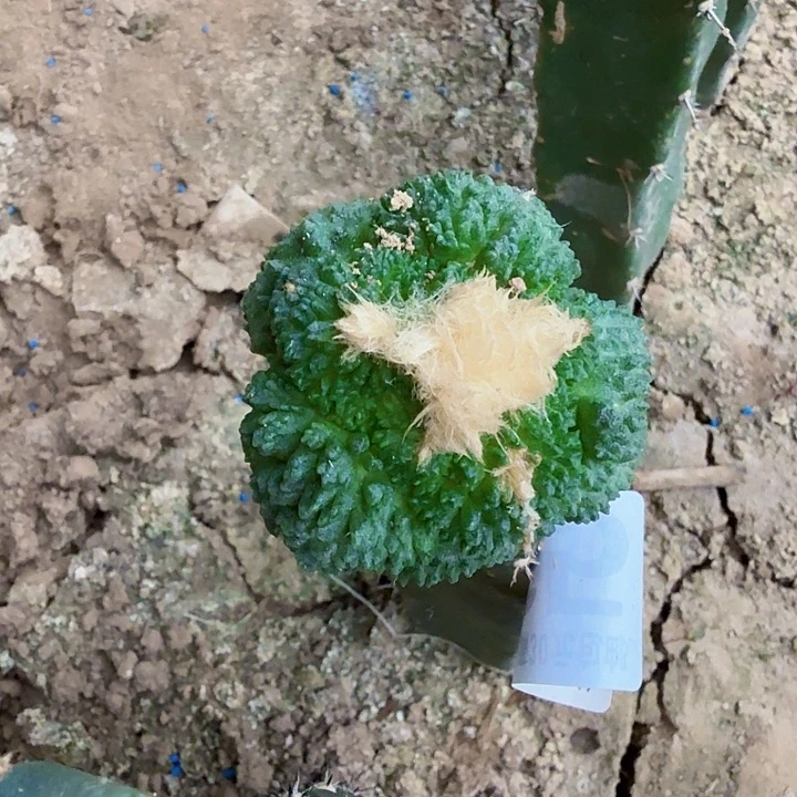 无花朵765炸尤哥斯拉掌东