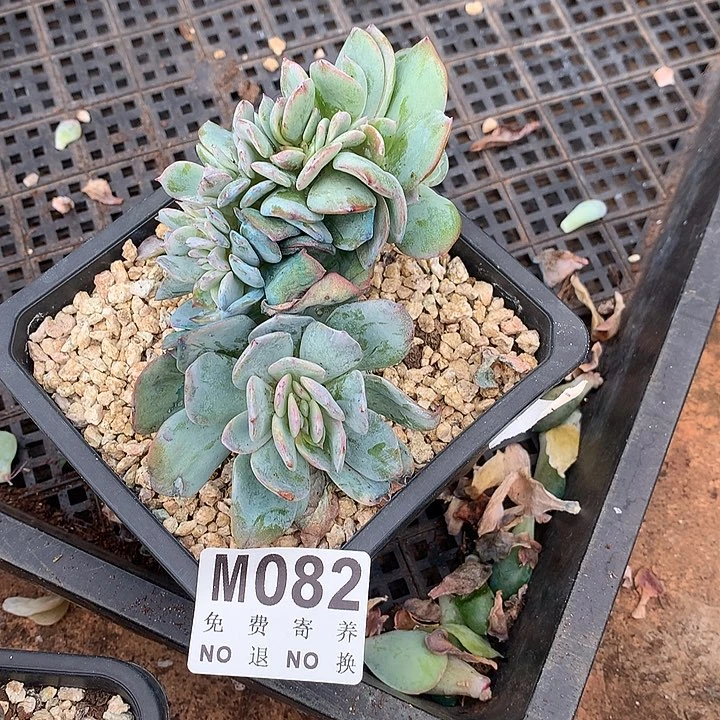 高腿白凤缀化 一物一拍 9.15号左右发