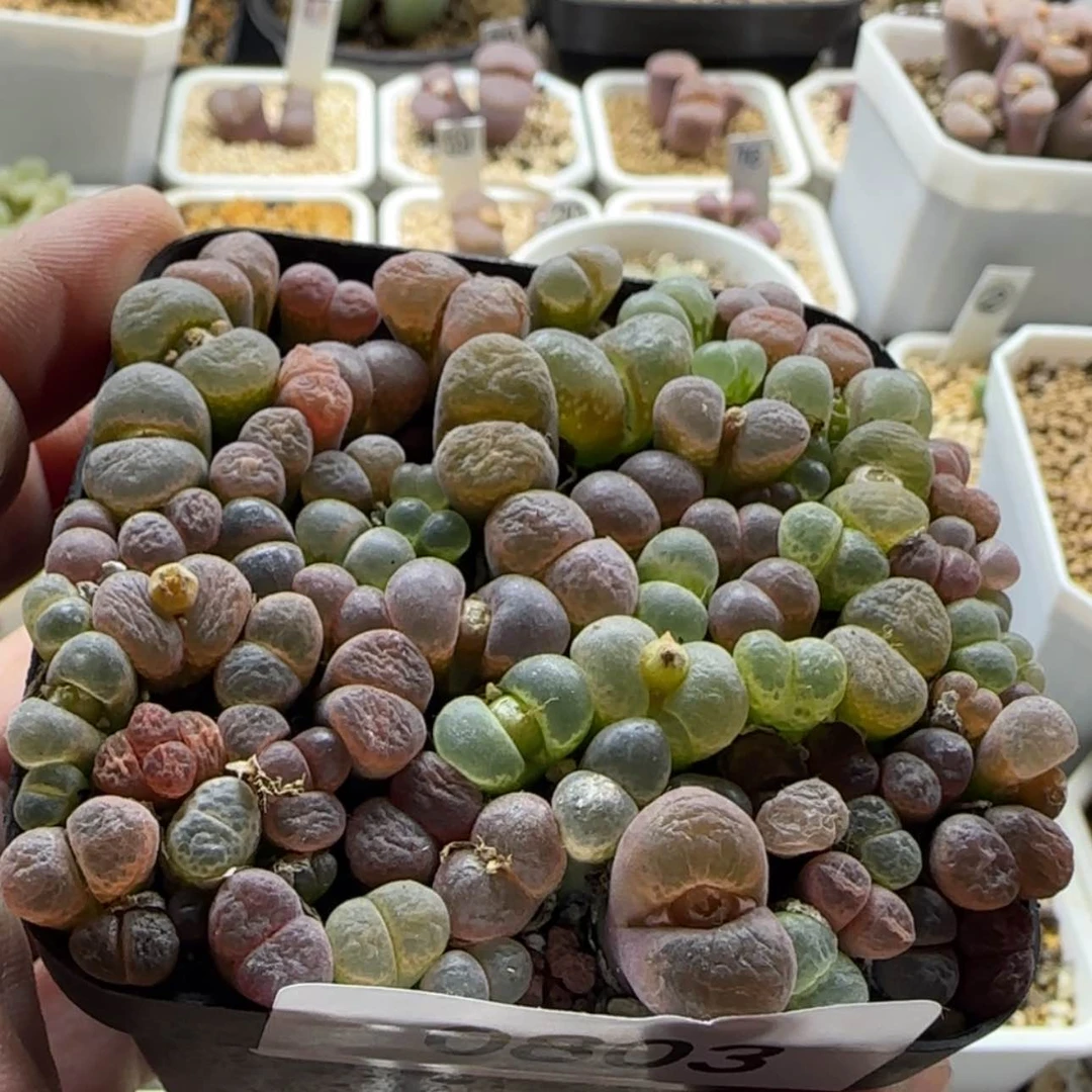 【闪购商品】0803