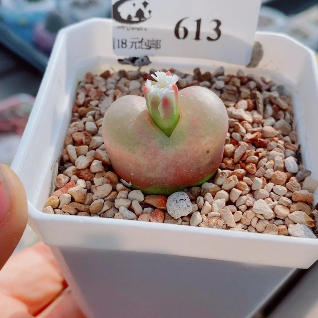 生石花花花花花花花613