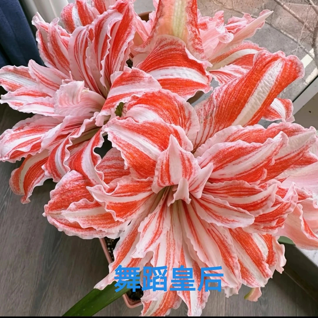 朱顶红舞蹈皇后坨坨朱，带盆带土发货1.5加仑