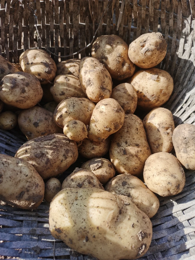 本地高山土豆农家露天种植新鲜黄皮黄心土豆高山种植软糯香甜