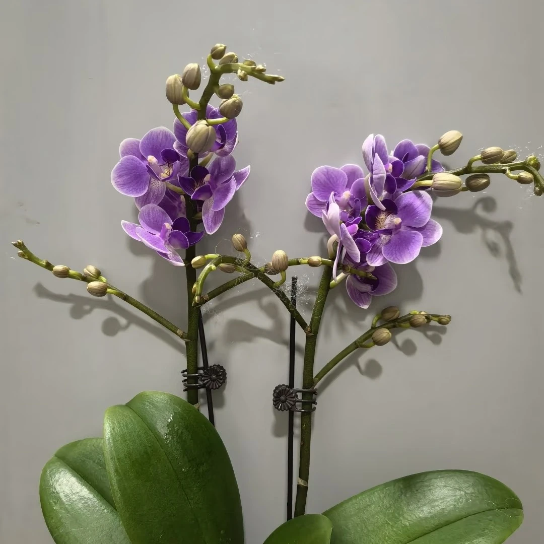 兰语甄选【欧洲小蓝】3.0寸三剑带花带苞桌面款蝴蝶兰