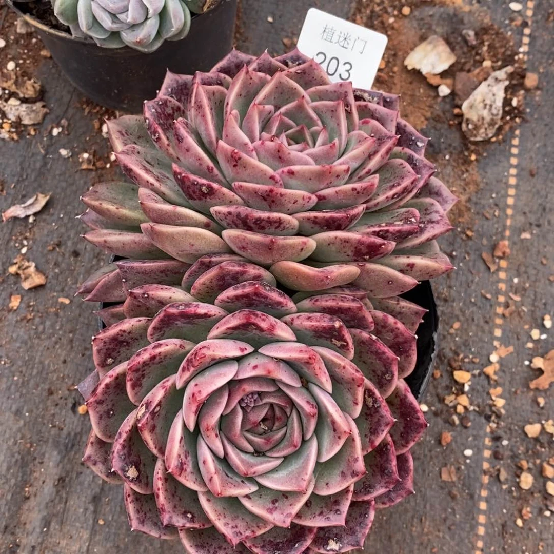 赖*杂交精品多肉203
