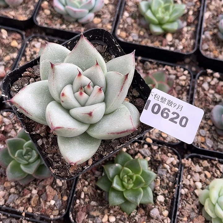 宝***麦阿雅园艺。       620