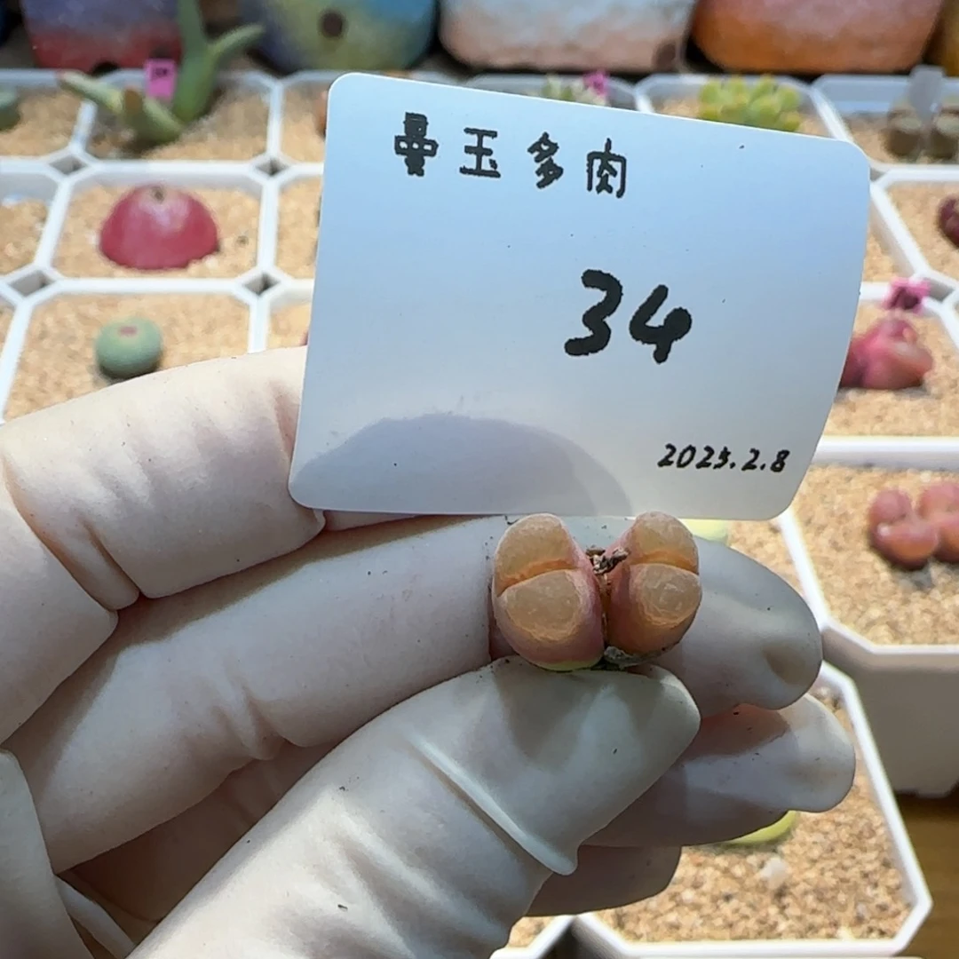 拒*多肉多肉多肉2.8-034