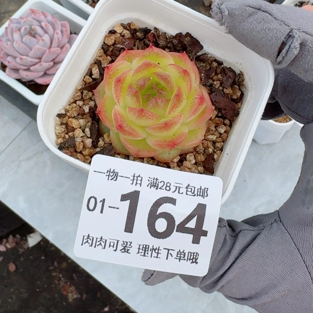 珍菲无盆土发货无盆土无发货