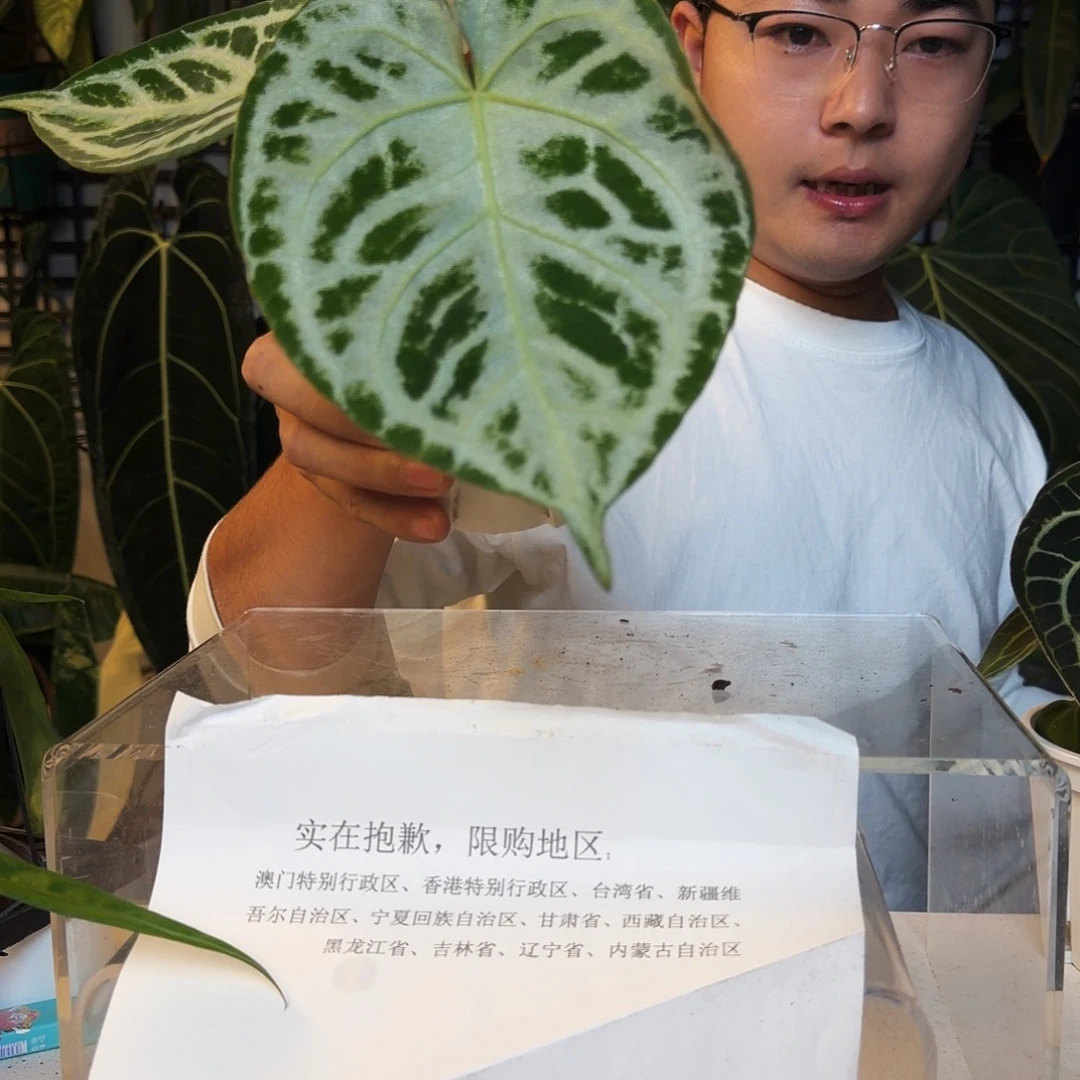 完全开放C170铜锣烧