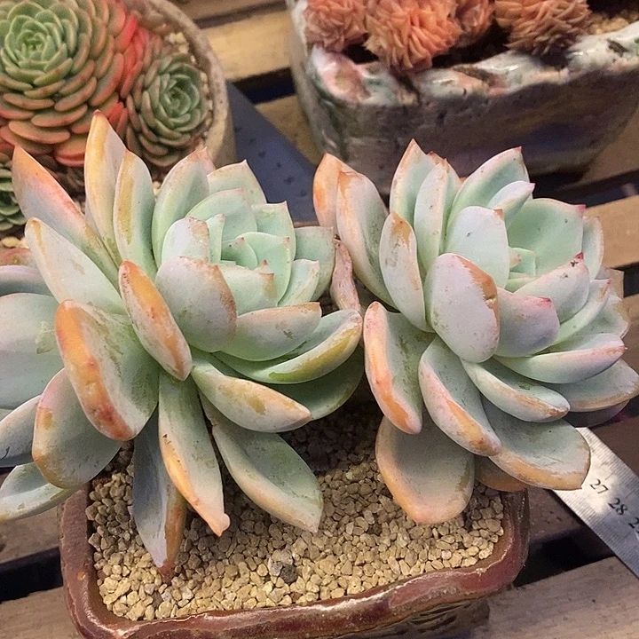 多肉植物肉肉植物