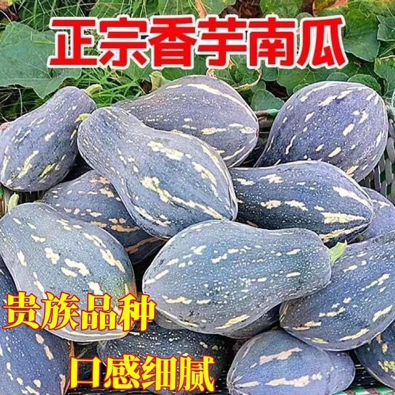 【香芋南瓜种子】新品种粉糯浓香型庭院春季播甜面小南瓜品种大全