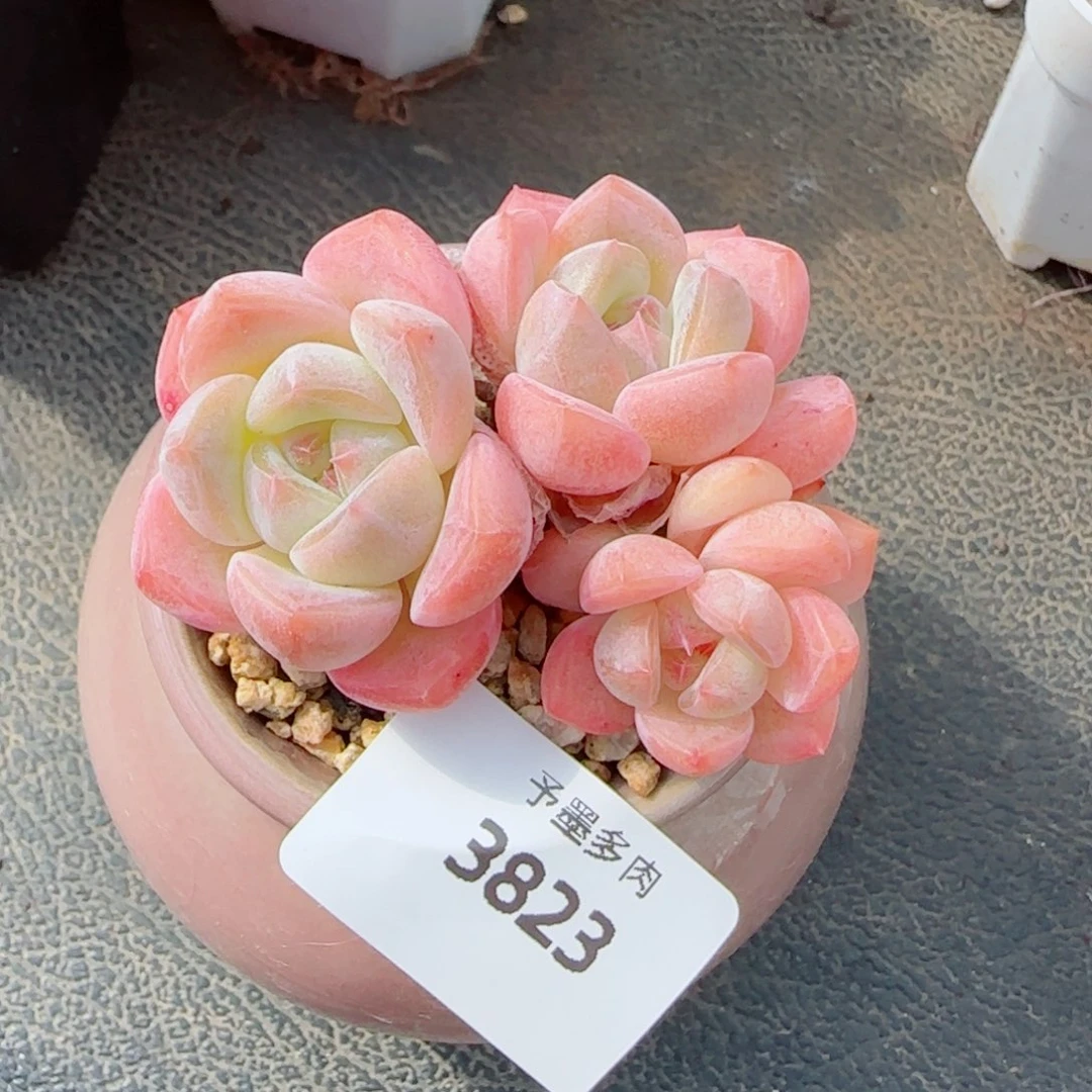 桃夭，3823多肉植物