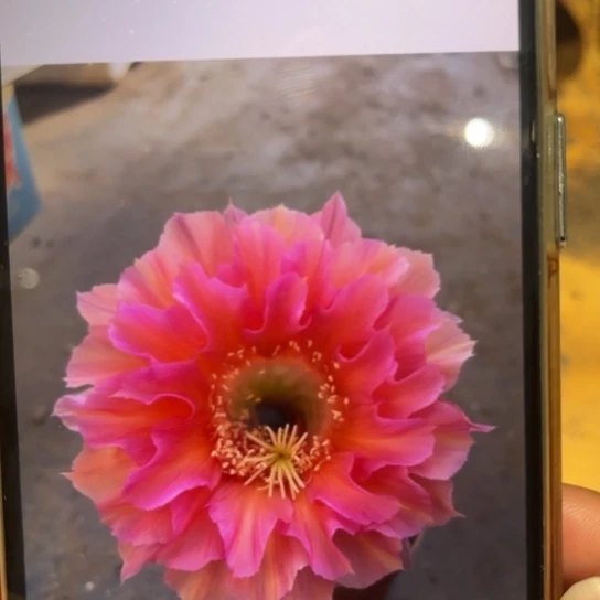 露露彩草晚秋6-7公分左右