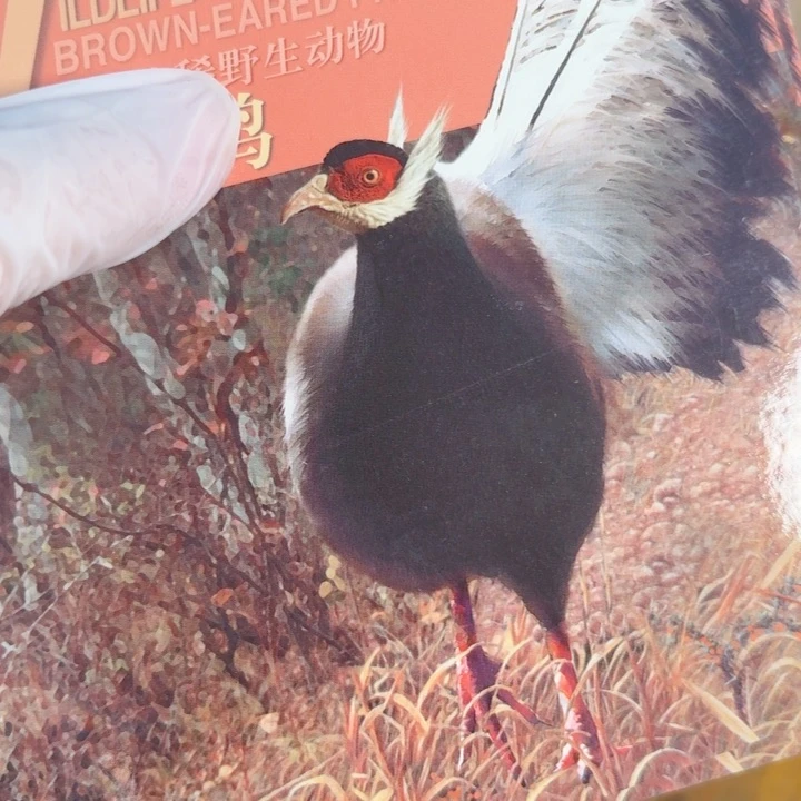 其他普通金属褐马鸡卡册