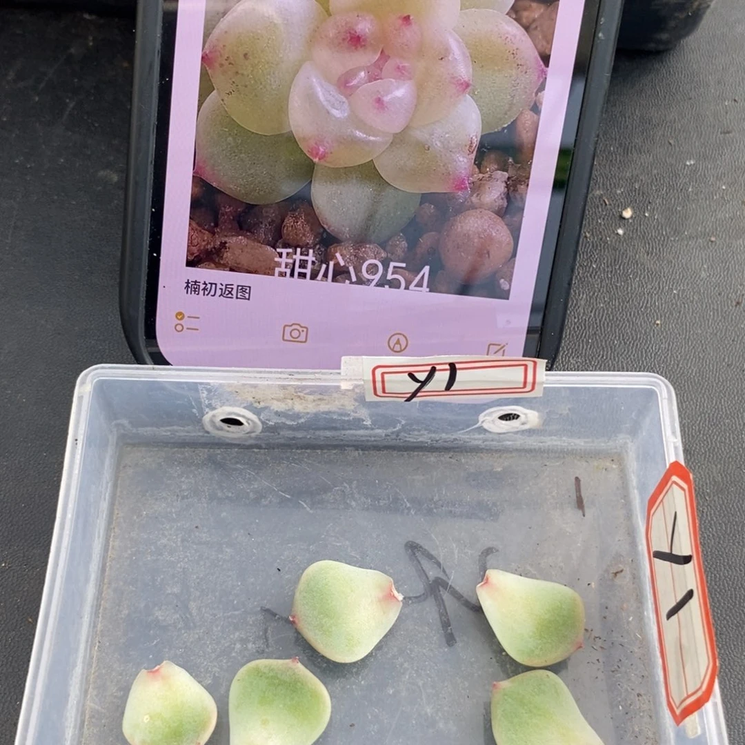 甜心y1叶片一个多肉