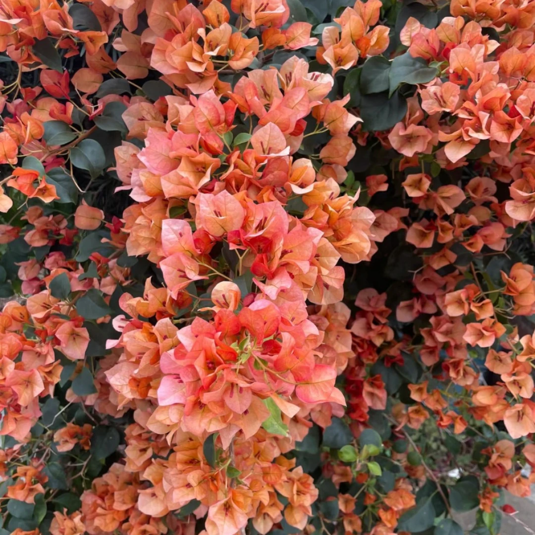 【日落】护心土球【不带花】发货运输过程中掉花落叶正常情况