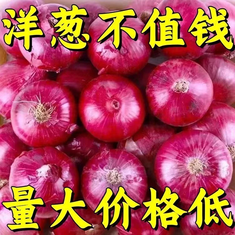 现挖新鲜水果洋葱可生吃凉拌微甜微辣5斤农家自种紫红皮洋葱水果
