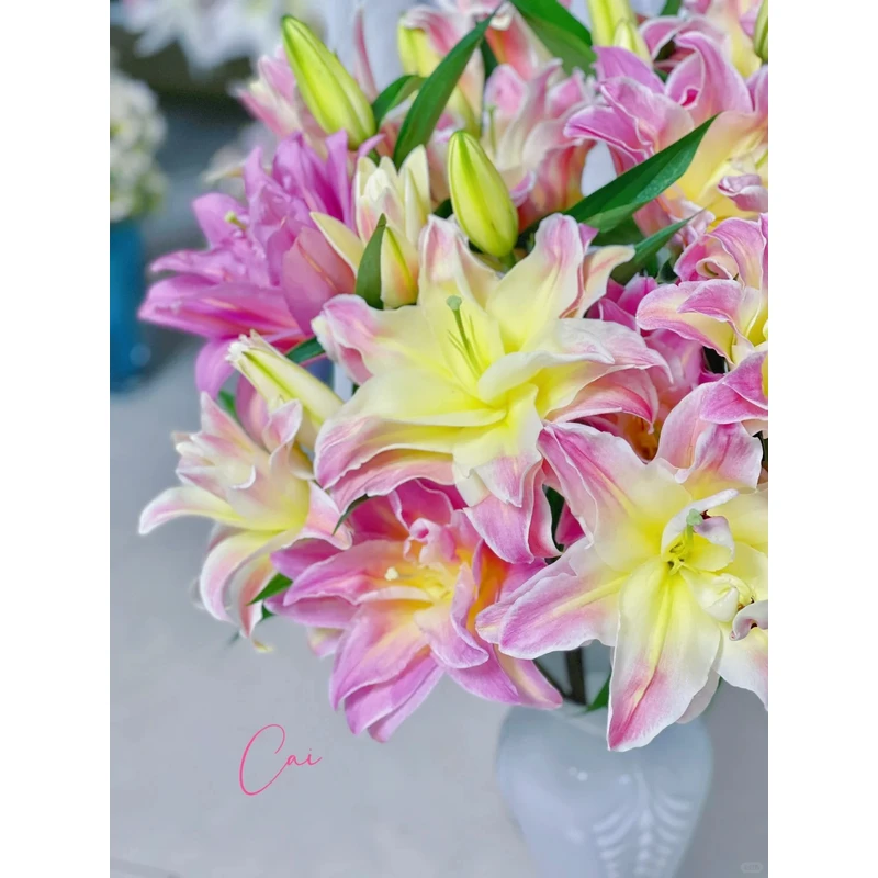 【彩虹糖】重瓣百合 一单包邮 云南鲜花昆明基地现采现发