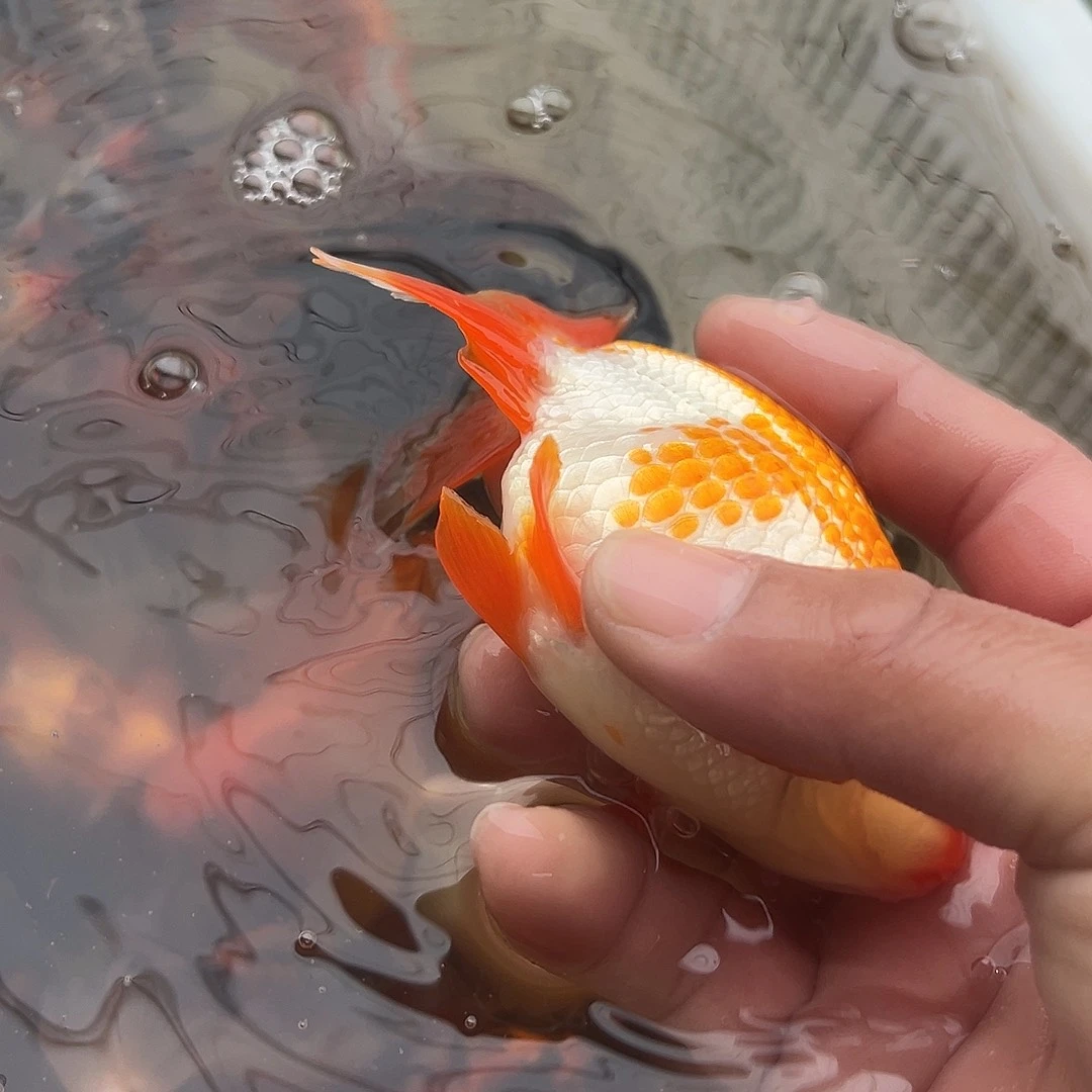 海水鱼短袖子的，现在