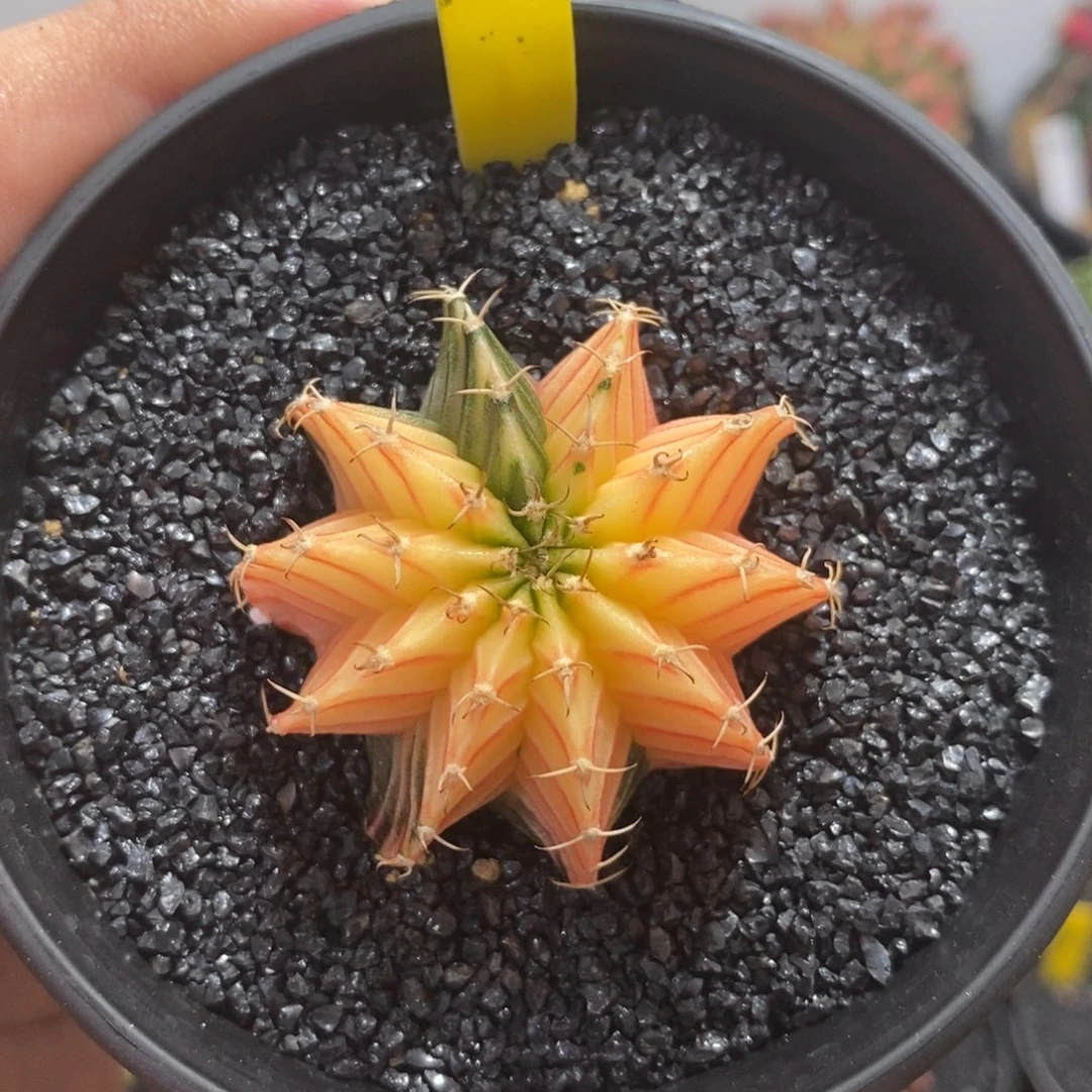 泰系肋骨锦—国庆特价20