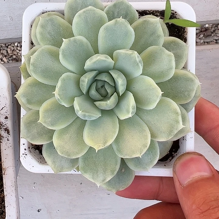 白月影锦多肉植物