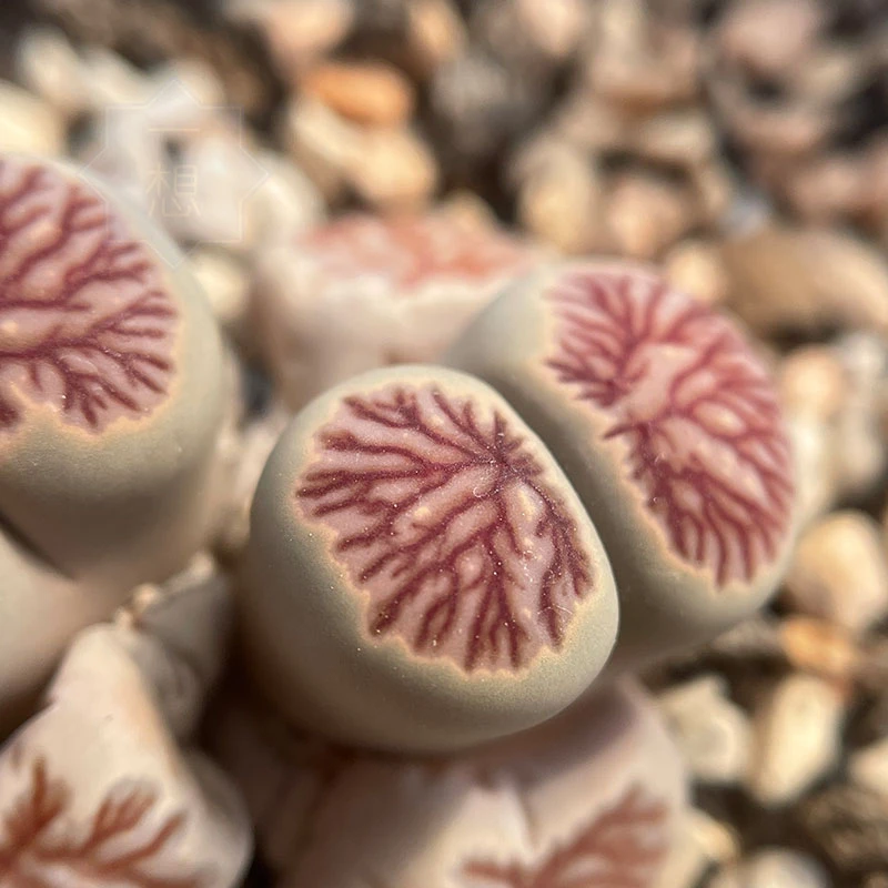 菊纹章红窗菊紫菊绿菊母本多肉植物生石花一物一拍包邮