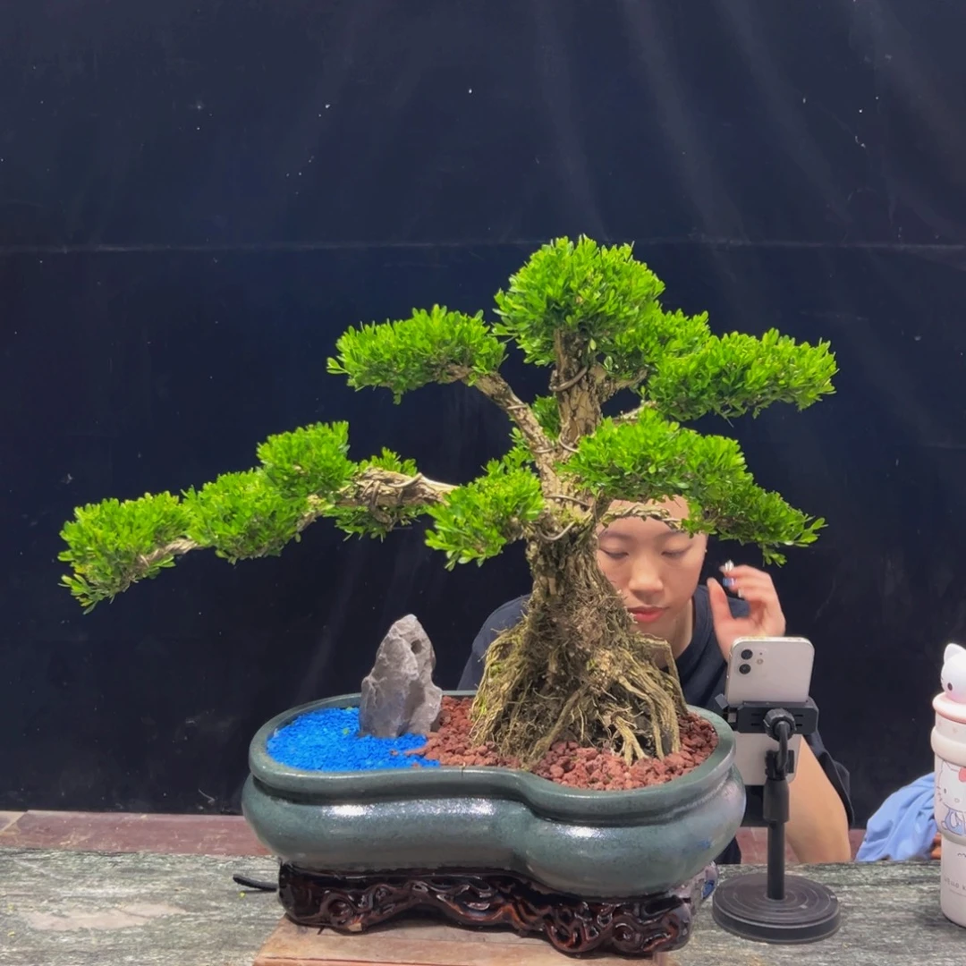 无花朵广东黄杨四季常青