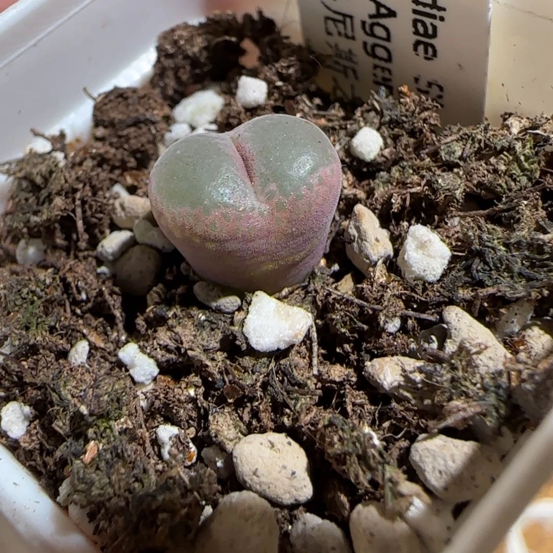 肉锥多肉植物组合-安格1036