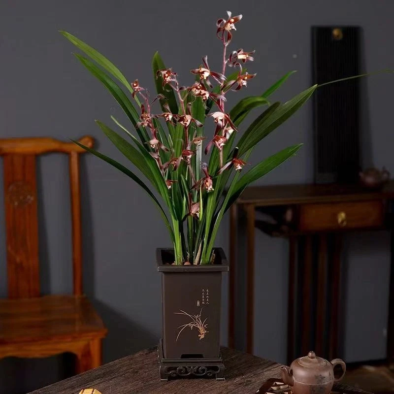 墨兰企黑兰花室内四季好养植物客厅办公室名贵盆景