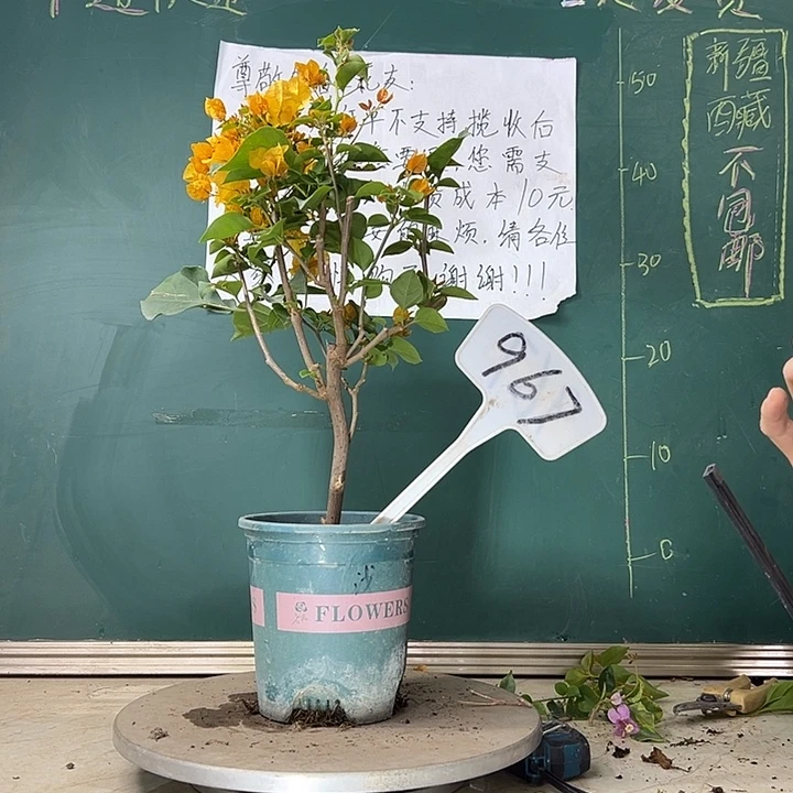 当前无花栽培后可以开花绿叶浅黄 967