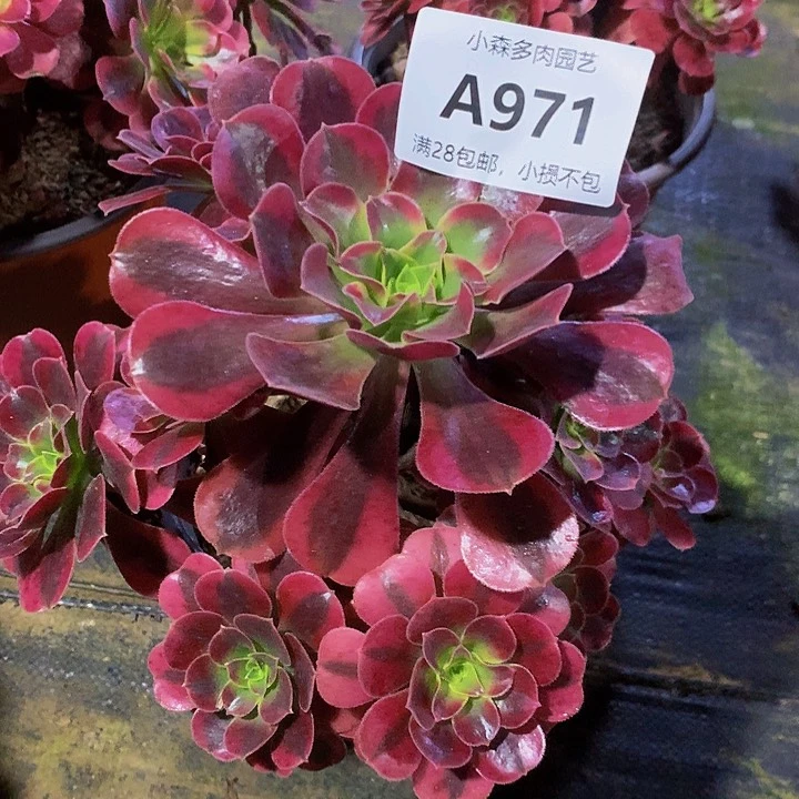 孟*971美杜莎不包生死