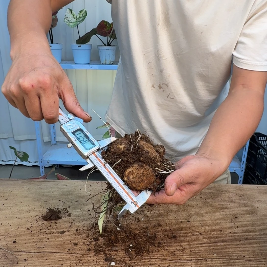 无花朵小仙女组合球，8公分左右福利无售后