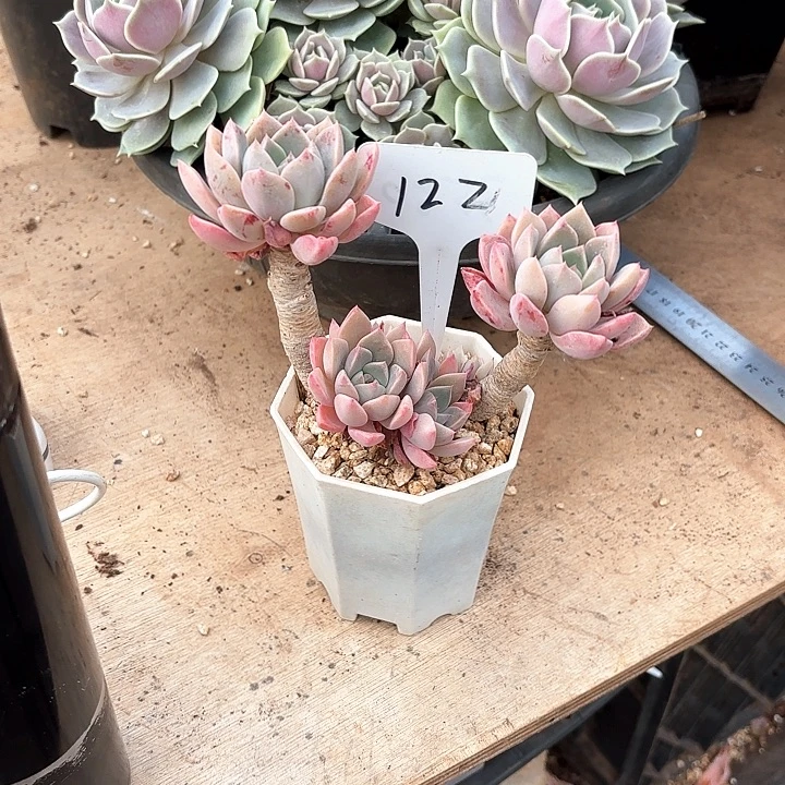 琪***琪多肉植物，红粉佳人122号