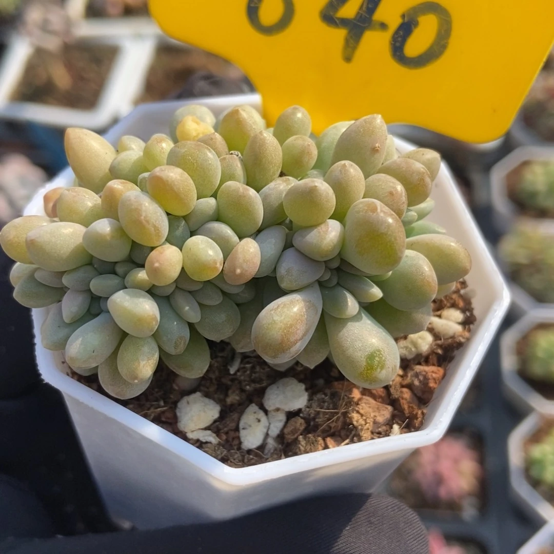 640醉美人缀多肉植物保护