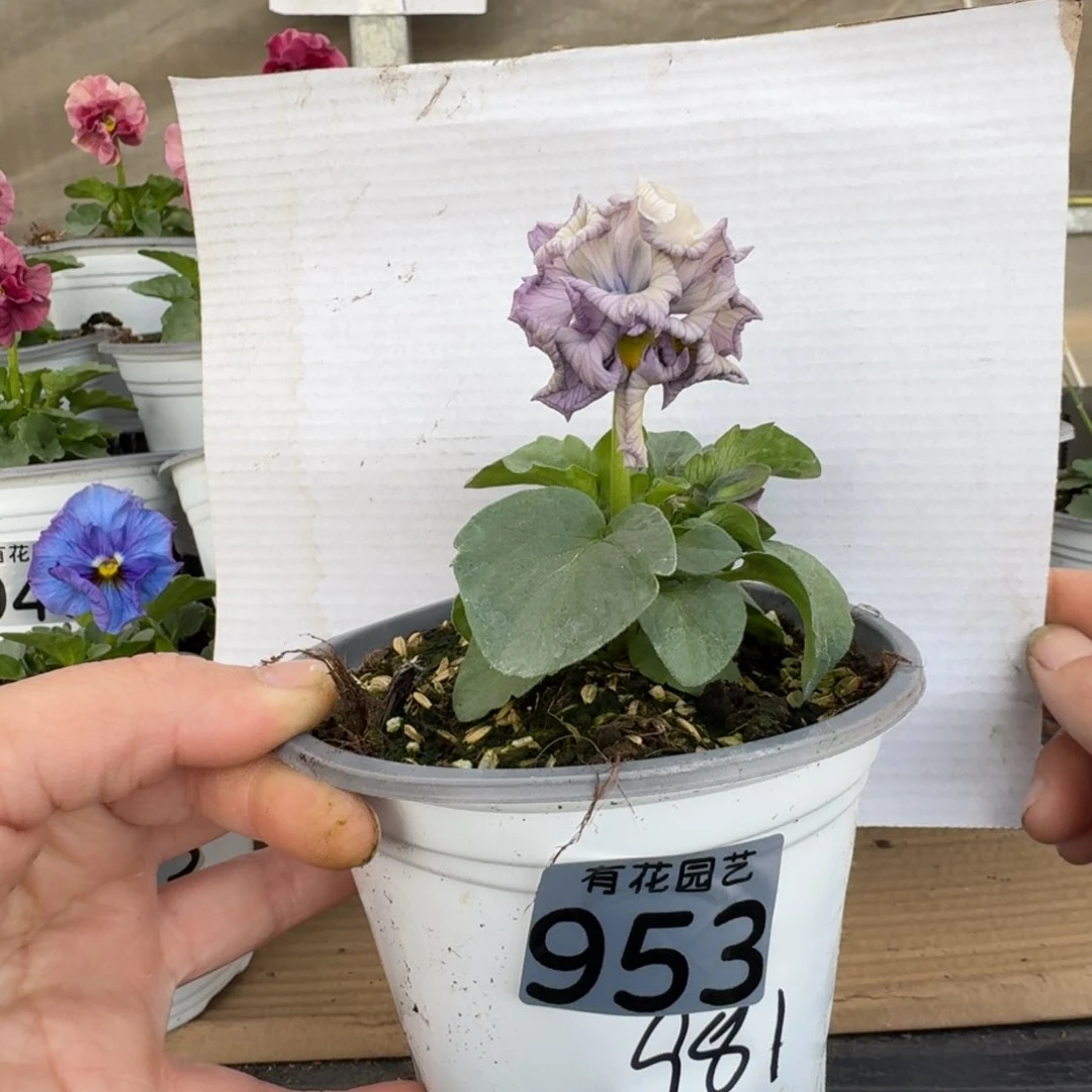 无花朵953号角堇