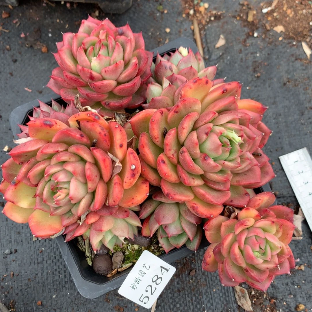 5284散群价杂交多肉老桩