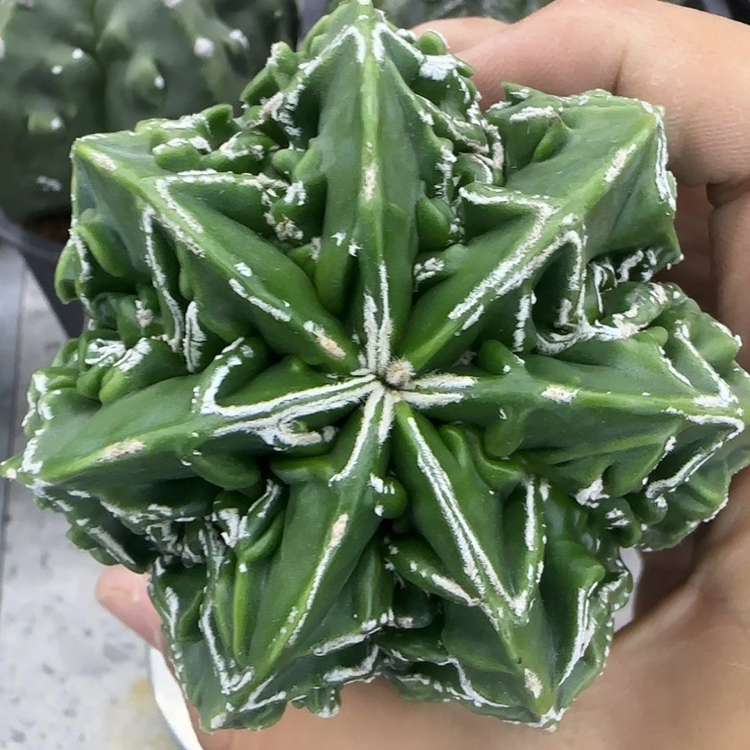 核桃鸾凤玉实生根025