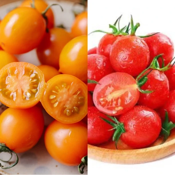 【凯涛甄选】天津本地釜山圣女果  香芒皇后圣女京东或顺丰包邮