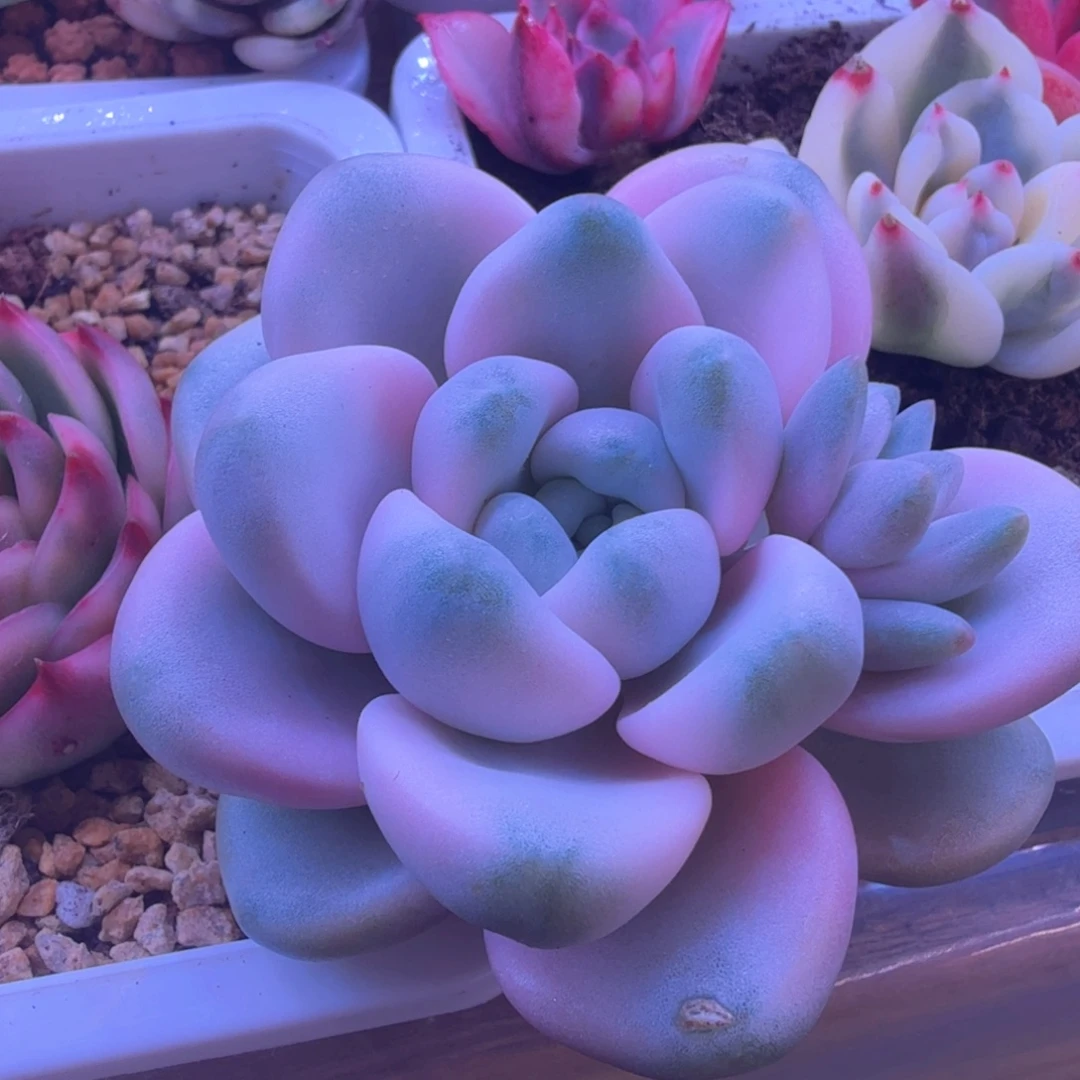 花瓣鹿锦 多肉植物