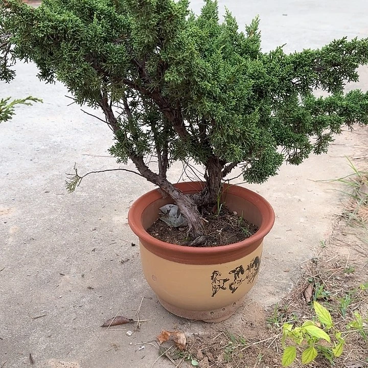 用***6无花朵盆栽植物纪州真柏