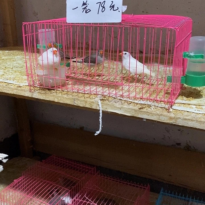 珍珠鸟汤****来白加灰真主，包活到家