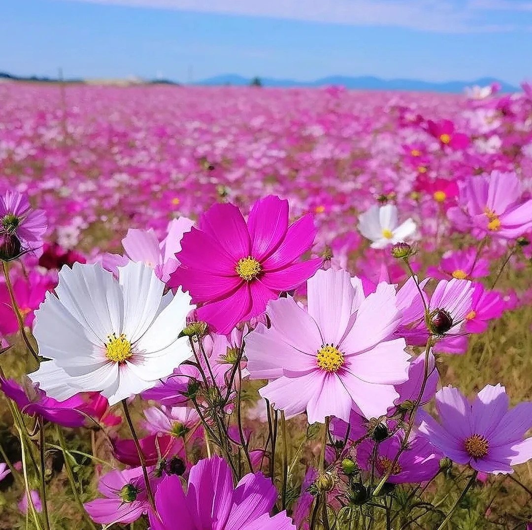七彩格桑花室外花种籽子四季播种开花波斯菊花籽庭院花卉种子大全