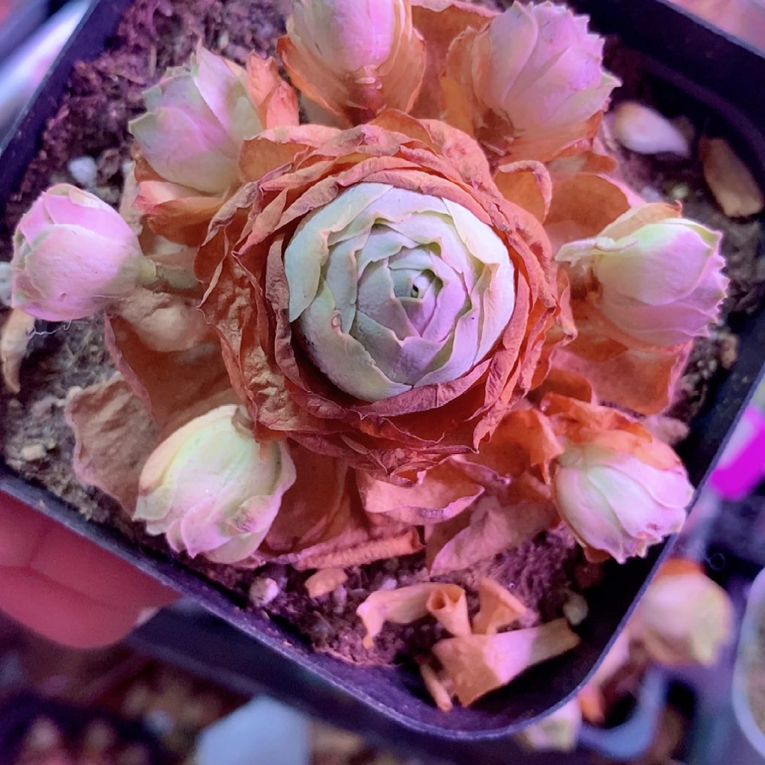 山地玫瑰一物一拍011