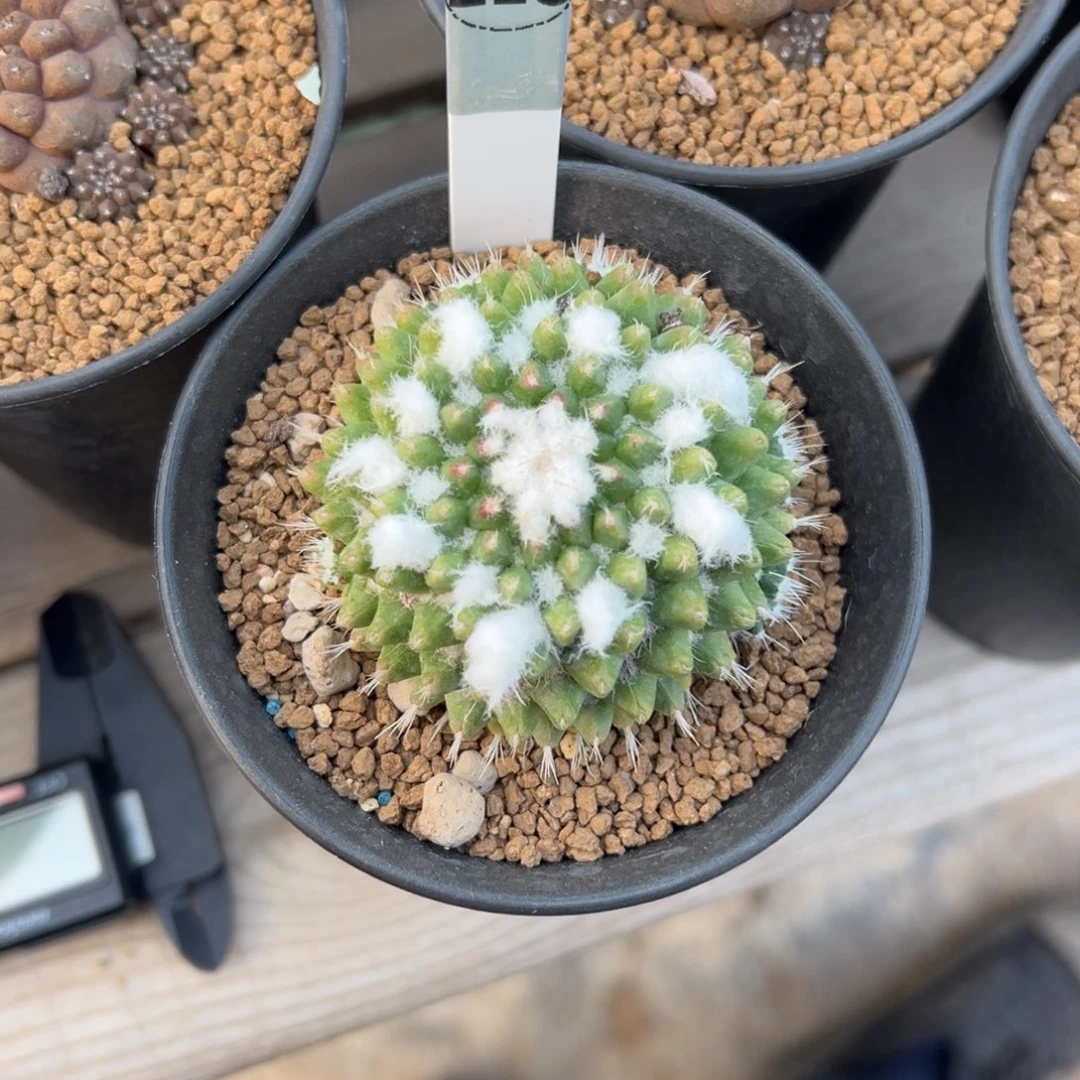 雪糕多肉植物带盆土218