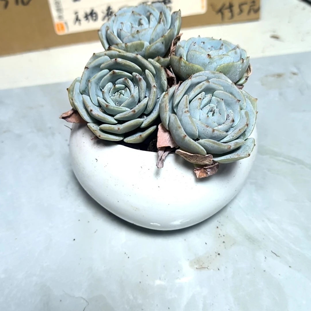 满6元包邮，蓝鸟四颗包子